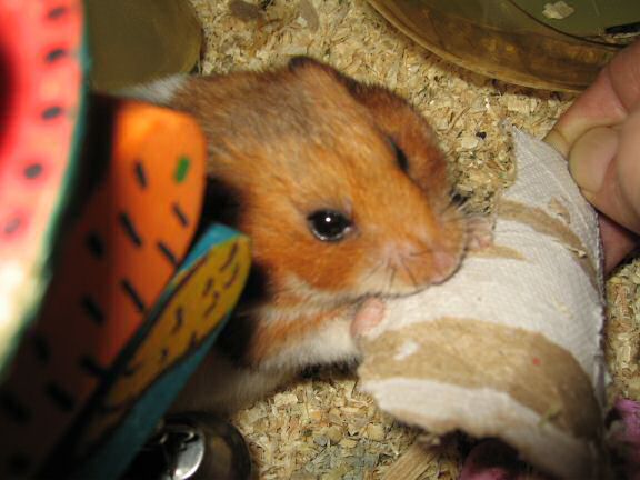 Assisting my hamster Lucy.