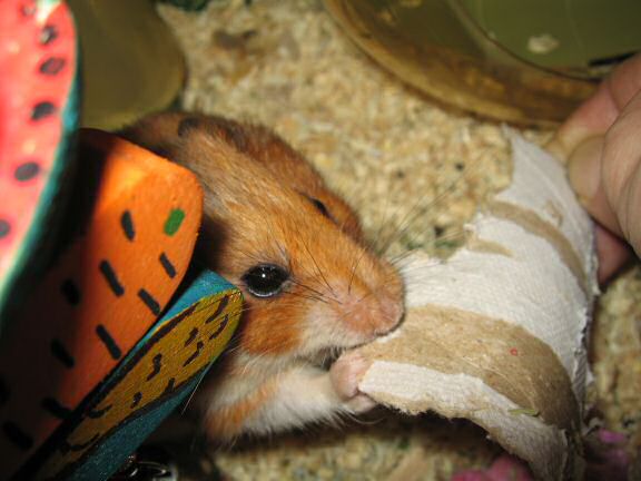 Assisting my hamster Lucy.