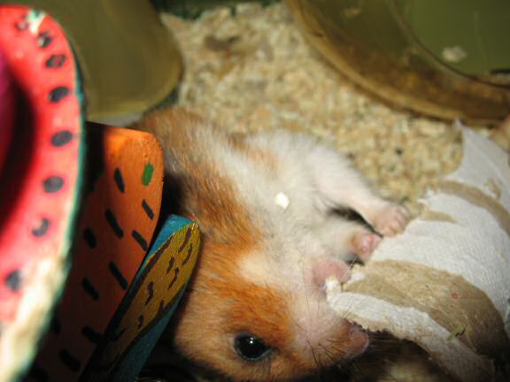 Assisting my hamster Lucy.