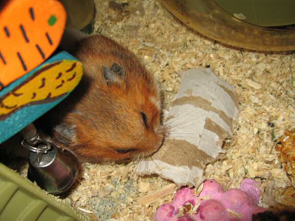 Assisting my hamster Lucy.