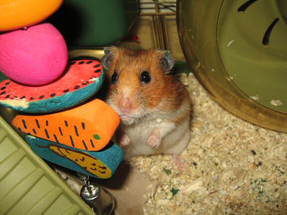 Kims favorite pick of photograph of my hamster Lucy.