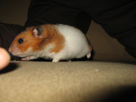 Quality Time on the Couch with my hamster Lucy.