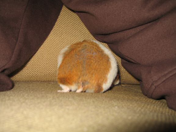 Quality Time on the Couch with my hamster Lucy.