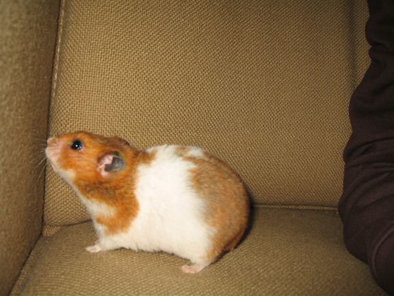 Quality Time on the Couch with my hamster Lucy.