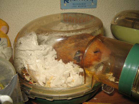 Parsley 'Flowers' for my hamster Lucy.