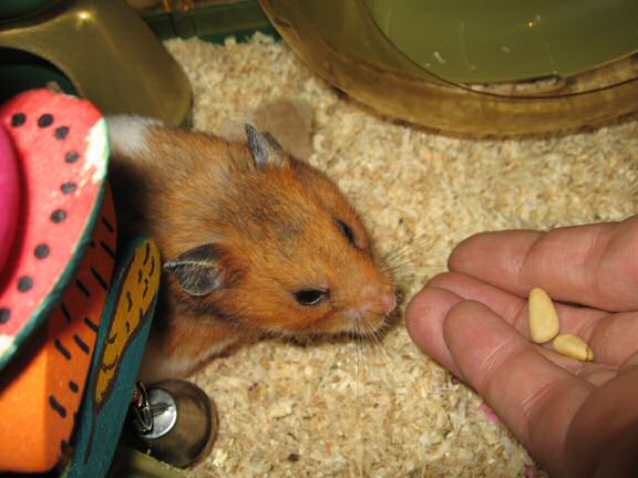 Servin' my hamster Lucy her favorite treat.