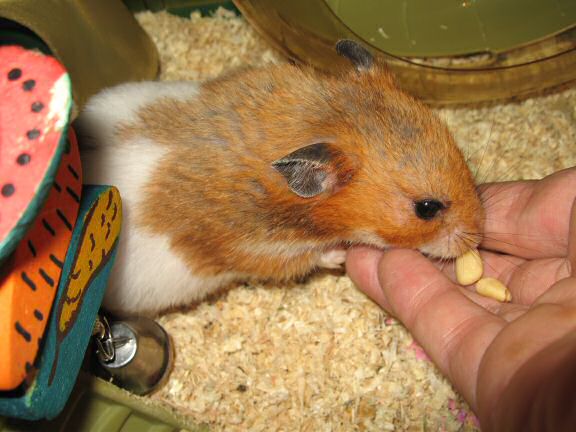 Servin' my hamster Lucy her favorite treat.