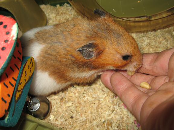 Servin' my hamster Lucy her favorite treat.