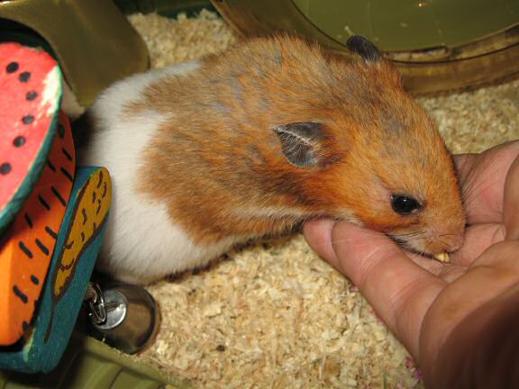 Servin' my hamster Lucy her favorite treat.