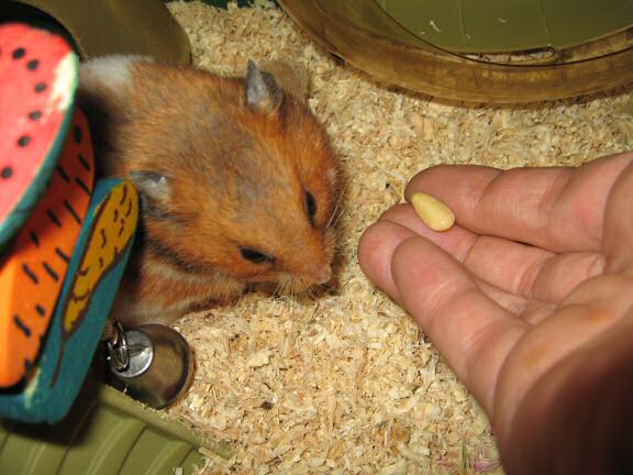 Servin' my hamster Lucy her favorite treat.