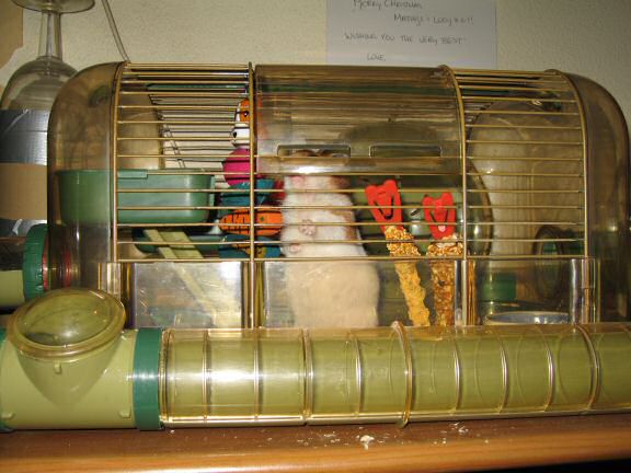 My hamster Lucy calling the shots.