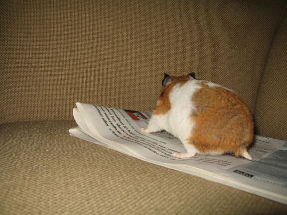 My hamster Lucy calling the shots.