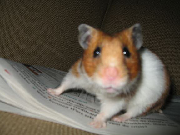 My hamster Lucy calling the shots.