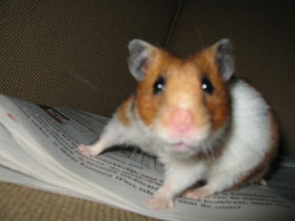 My hamster Lucy calling the shots.