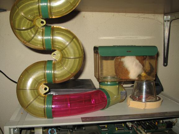 My agile hamster Lucy.