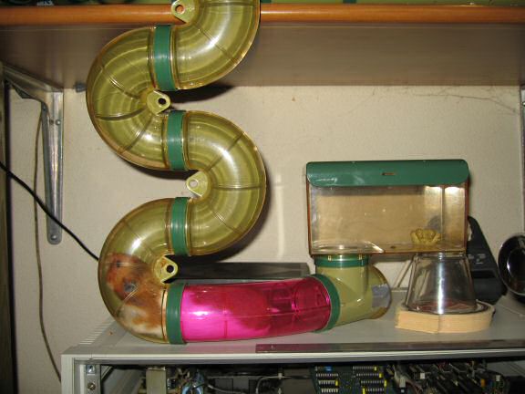 My agile hamster Lucy.