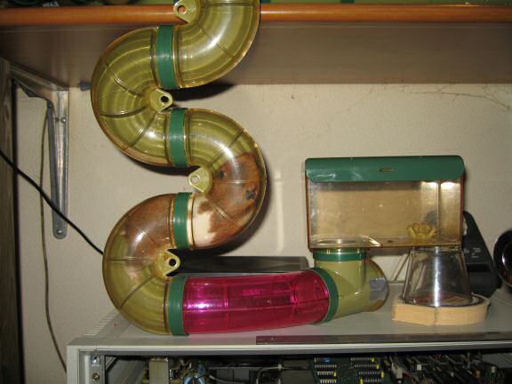 My agile hamster Lucy.