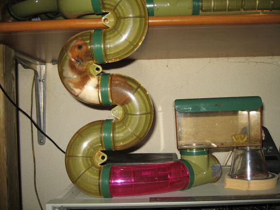 My agile hamster Lucy.