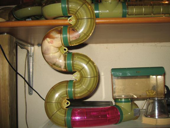 My agile hamster Lucy.