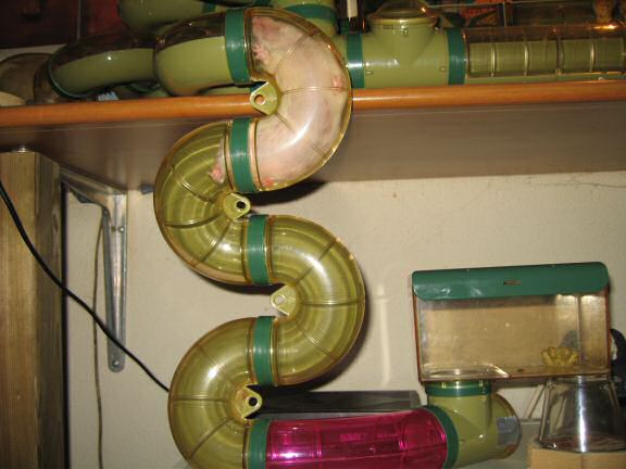 My agile hamster Lucy.