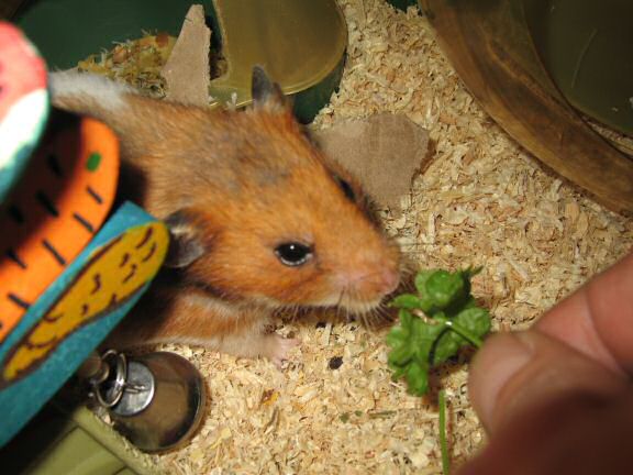 My hamster Lucy gets served a nice portion of Parsley!