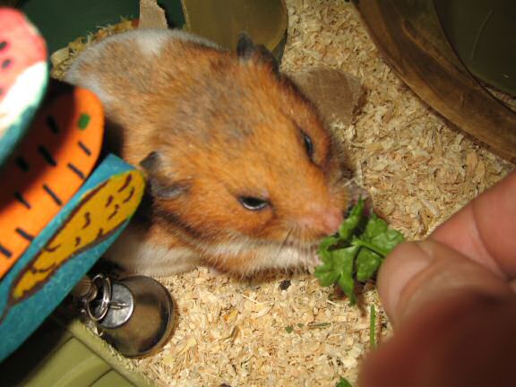 My hamster Lucy gets served a nice portion of Parsley!