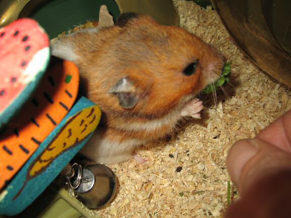 My hamster Lucy gets served a nice portion of Parsley!