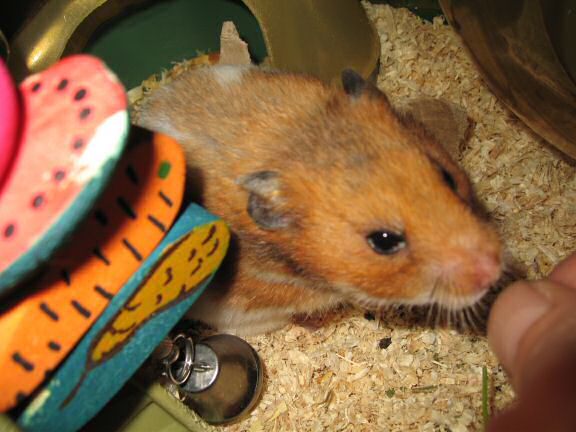 My hamster Lucy gets served a nice portion of Parsley!