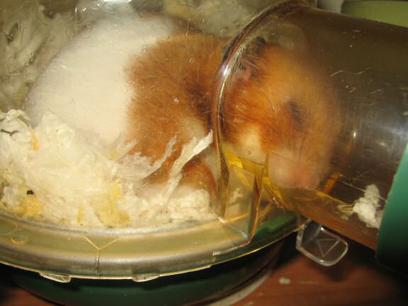 My hamster Lucy's beauty sleep ... a.k.a. as 'Meditating' !