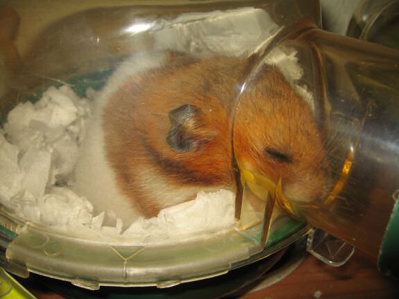 My hamster Lucy's beauty sleep ... a.k.a. as 'Meditating' !