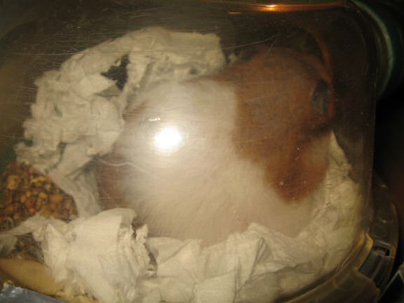 My hamster Lucy's beauty sleep ... a.k.a. as 'Meditating' !