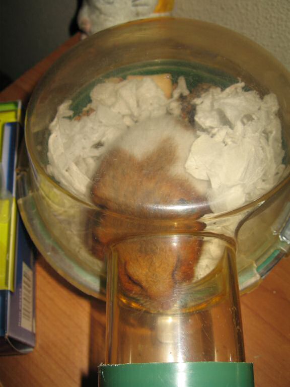 My hamster Lucy's beauty sleep ... a.k.a. as 'Meditating' !