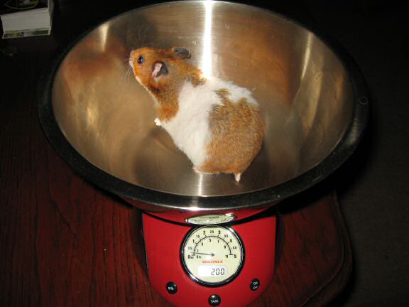 Weighing my hamster Lucy: 200 GRAMS !