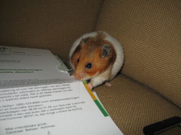 My hamster Lucy's Snail-Mail Help.