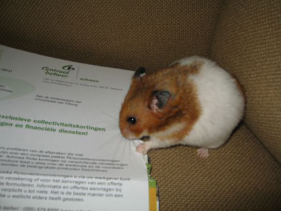 My hamster Lucy's Snail-Mail Help.