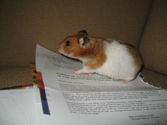 My hamster Lucy's Snail-Mail Help.