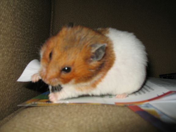 My hamster Lucy's Snail-Mail Help.