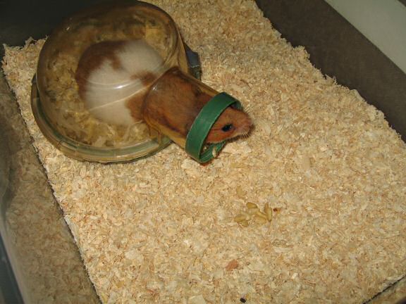My hamster Lucy getting her bedroom cleaned.