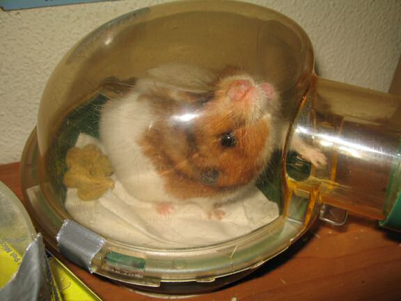 My hamster Lucy getting her bedroom cleaned.