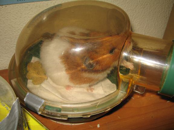 My hamster Lucy getting her bedroom cleaned.
