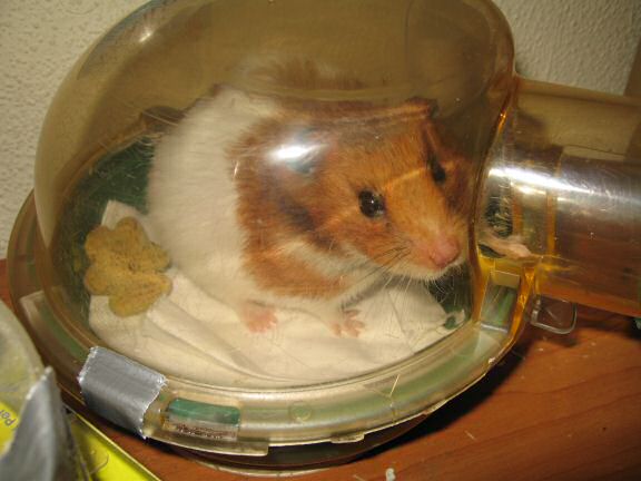 My hamster Lucy getting her bedroom cleaned.