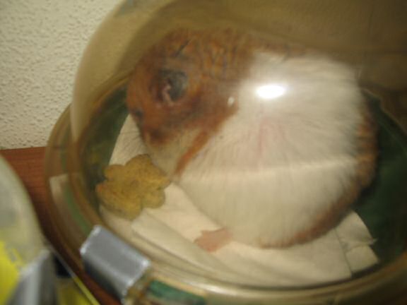 My hamster Lucy decorating her bedroom.