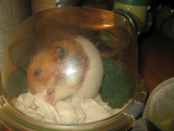 My hamster Lucy decorating her bedroom.