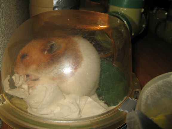 My hamster Lucy decorating her bedroom.