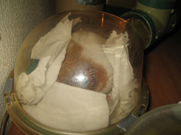 My hamster Lucy decorating her bedroom.