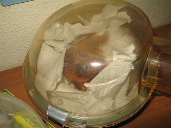 My hamster Lucy decorating her bedroom.