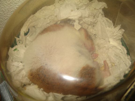 My hamster Lucy's 'goooood dinner'-aftermath.