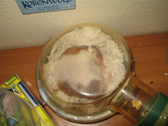 My hamster Lucy's 'goooood dinner'-aftermath.
