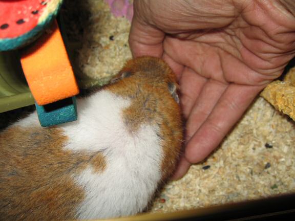 My hamster Lucy's demanding better treats.