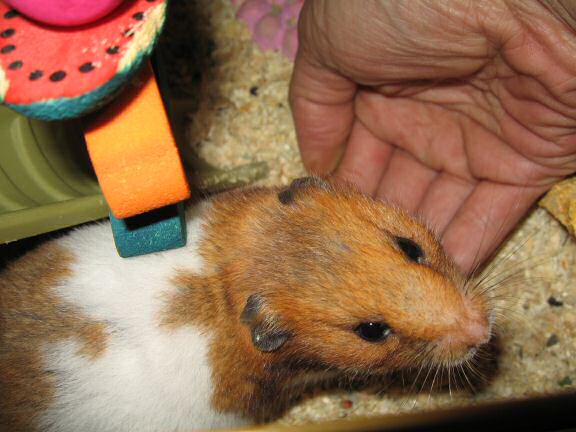 My hamster Lucy's demanding better treats.